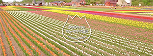 かみゆうべつチューリップ公園 ドローン紹介映像